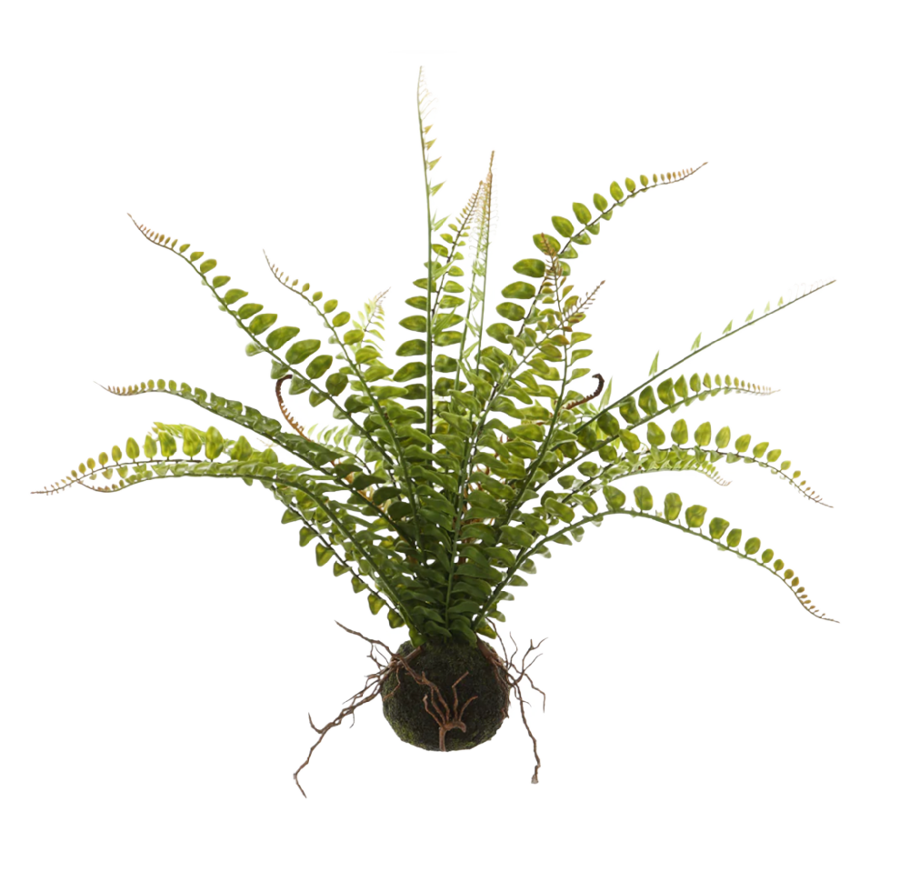 19" Fern Bulb