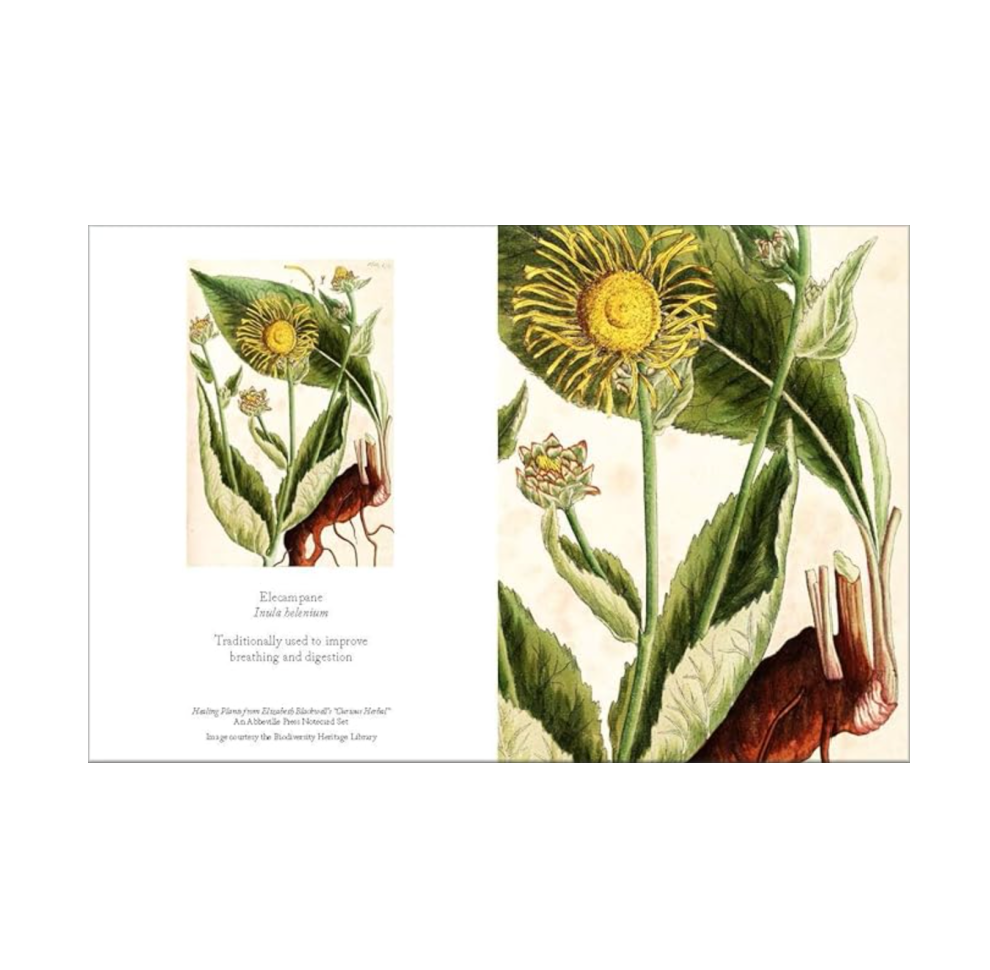 Healing Plant Notecards