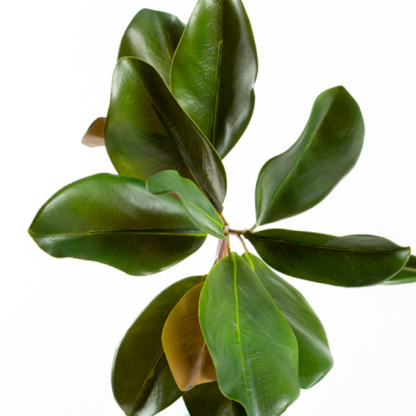 16" Magnolia Leaf Pick