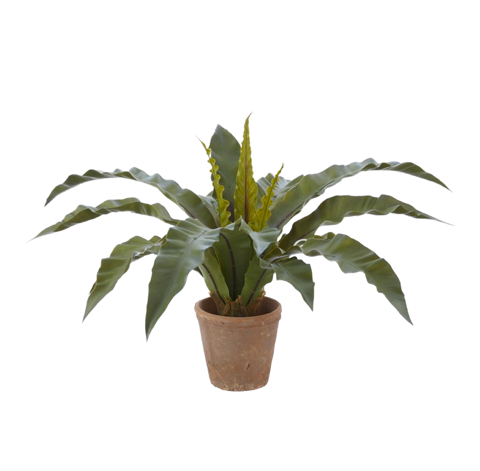 Bird's Nest Faux Fern in Clay Pot Green