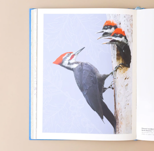 An Anthology of Exquisite Birds