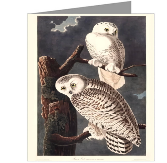 Audubon's Bird of America Notecards