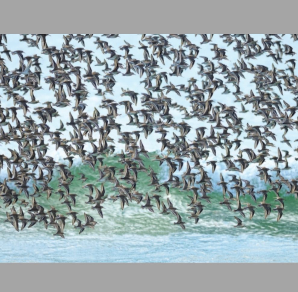 Seasons of the Striper