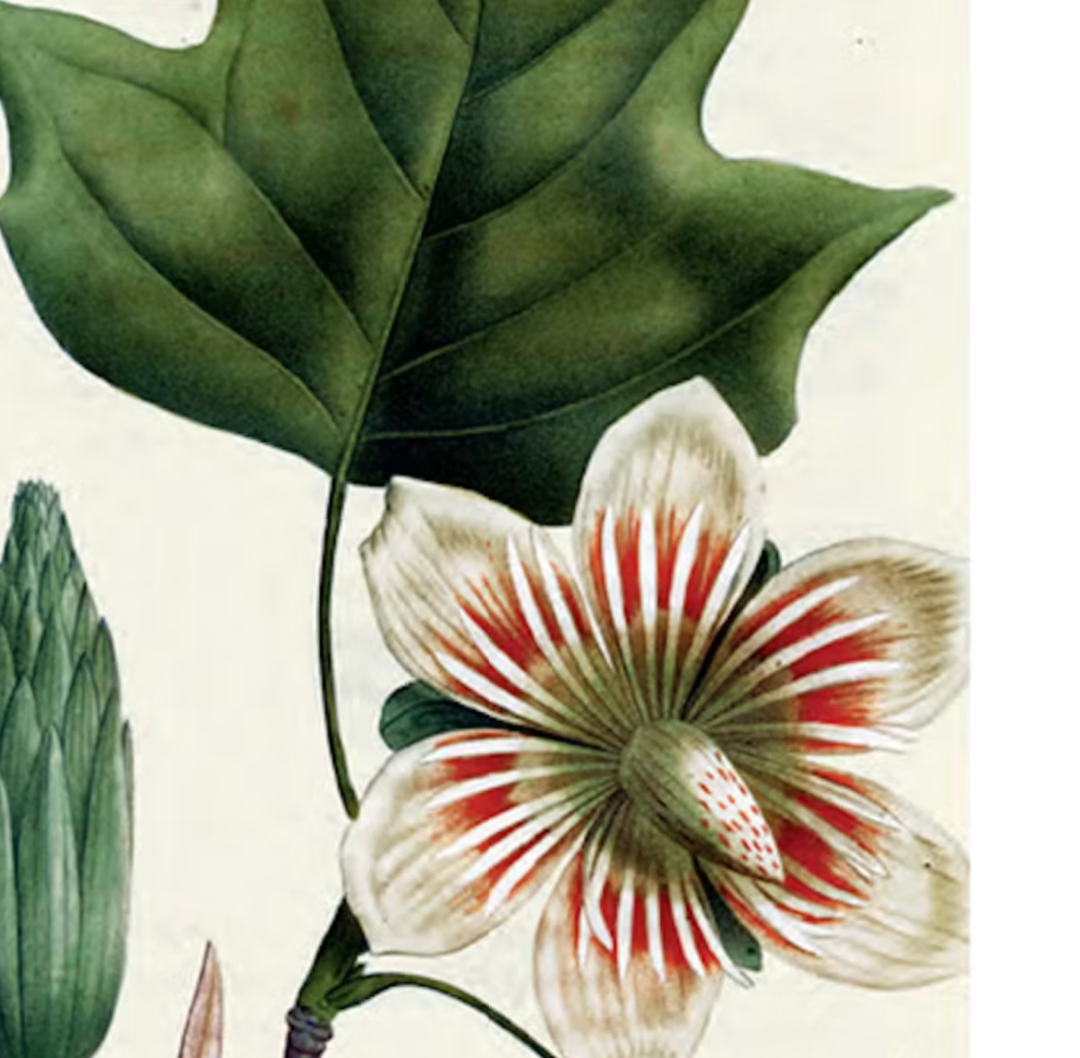 The Trees of North America Tiny Folio