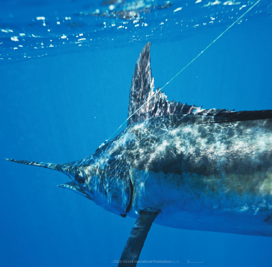 Salt Coastal and Flats Fishing