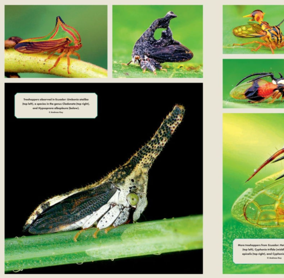 Wonder Cabinet of Fabulous Insects