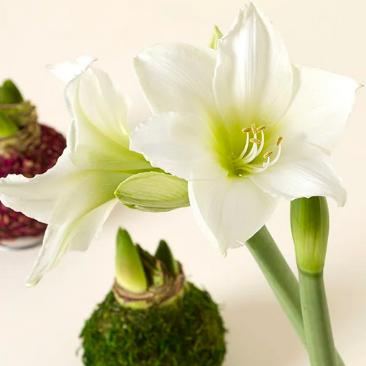 White Amaryllis Flower Gold Bulb