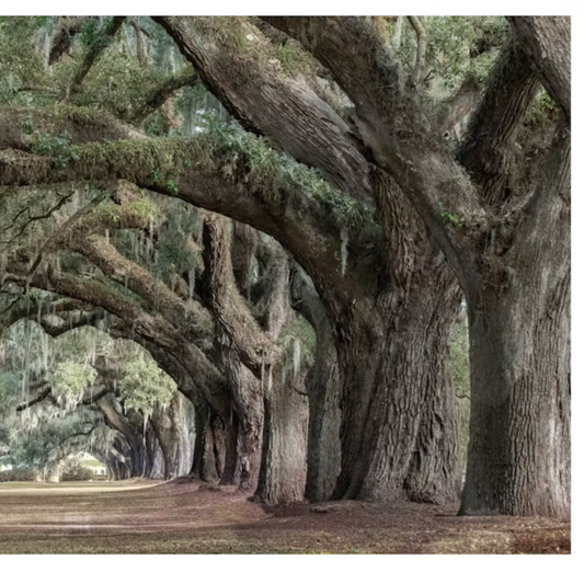 Oak: From Seed to Ancient Tree
