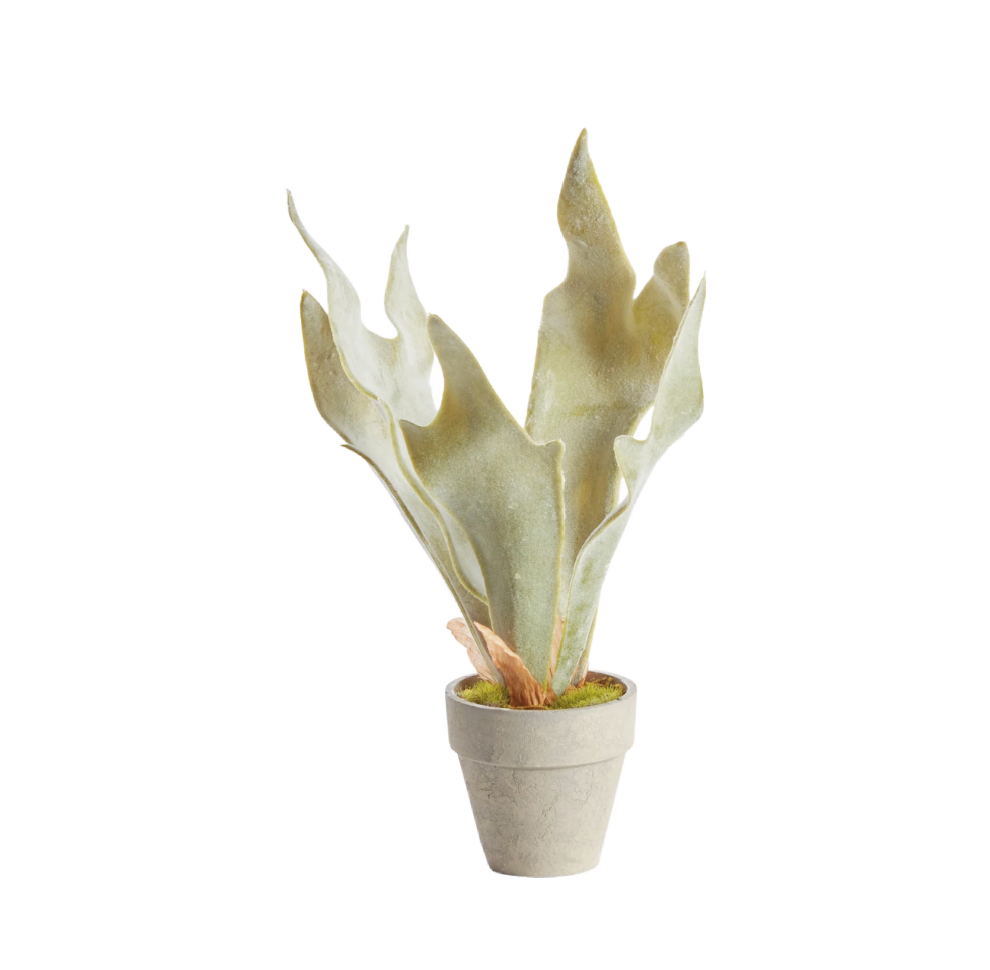 Faux Mini Staghorn Fern Potted