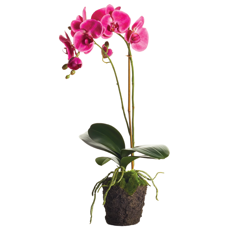 Orchid 23" Fuchsia
