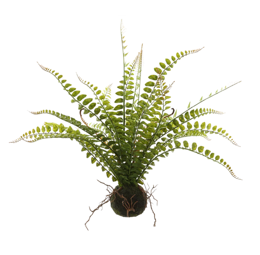19" Fern Bulb