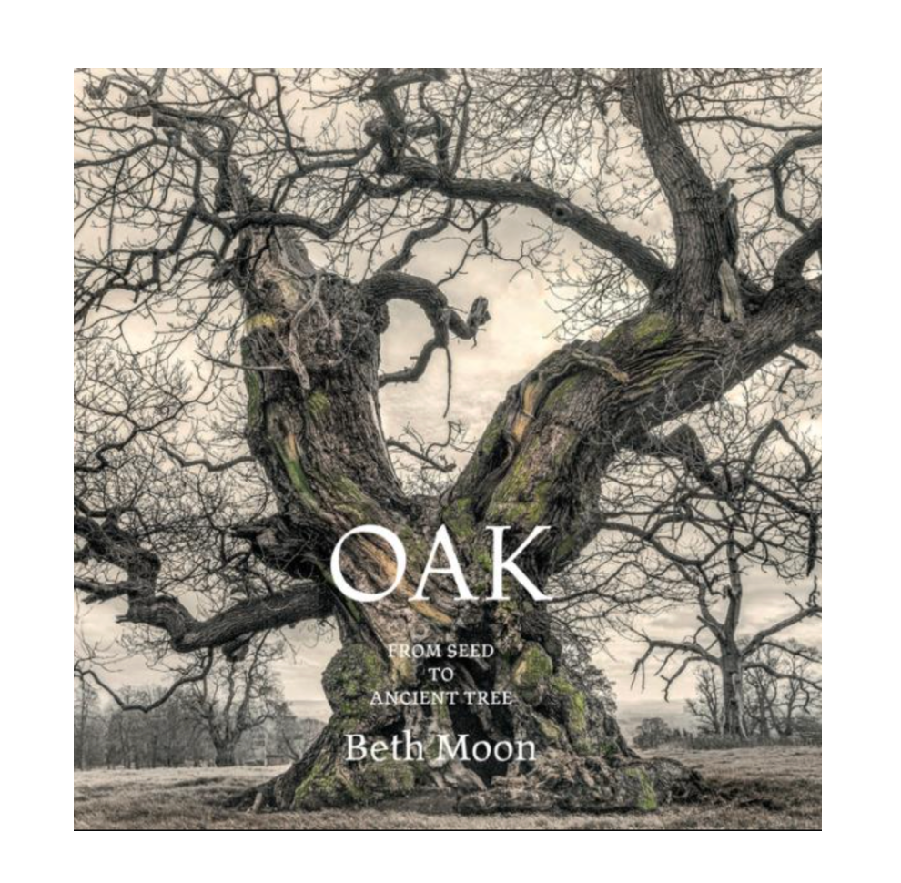 Oak: From Seed to Ancient Tree