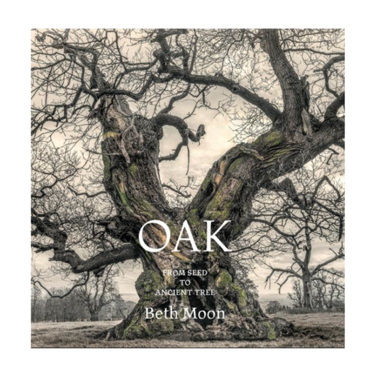 Oak: From Seed to Ancient Tree