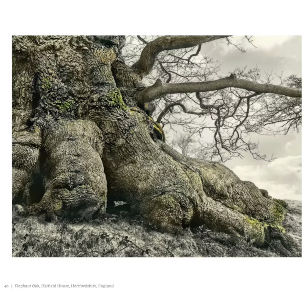 Oak: From Seed to Ancient Tree