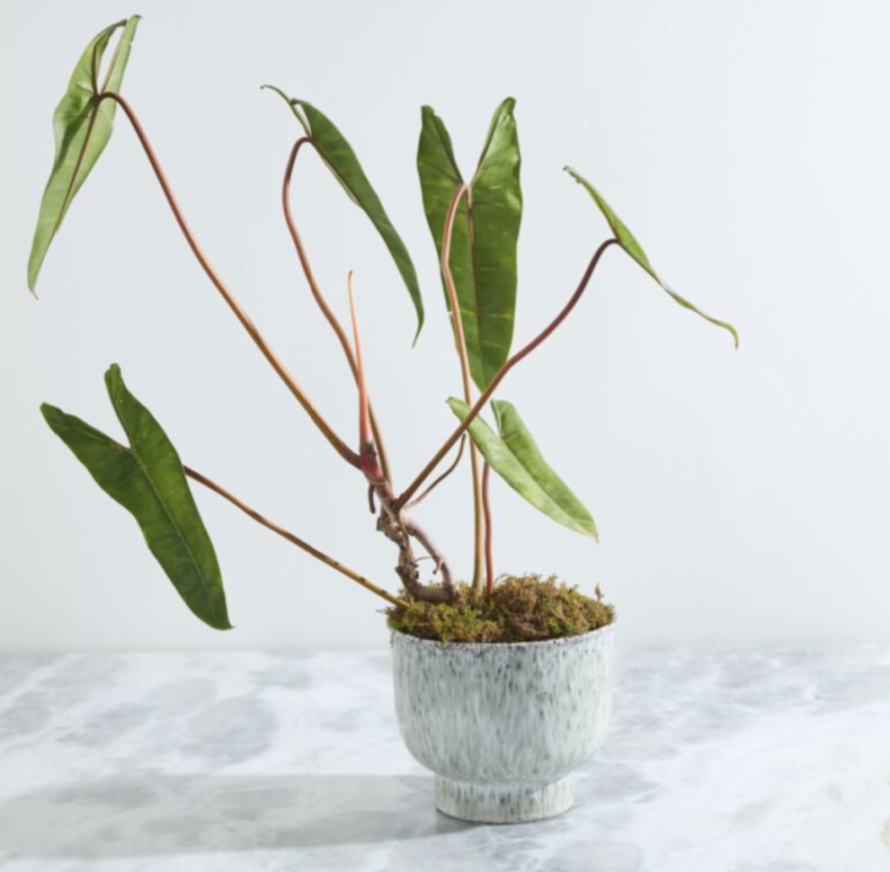 Small Green and Tan Ceramic Pot