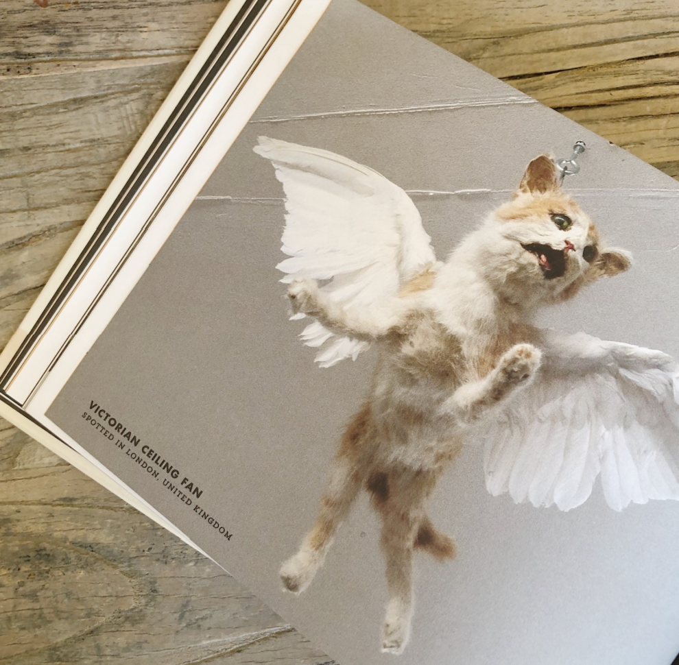 Crap Taxidermy