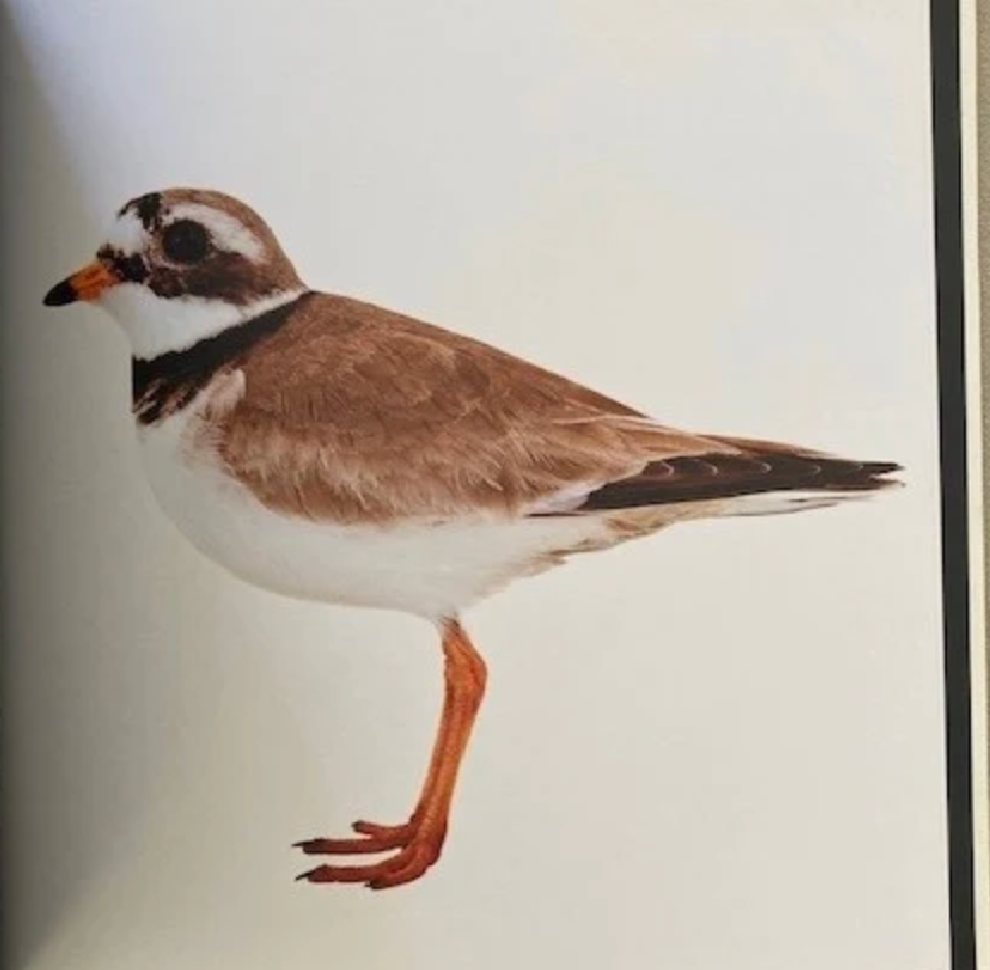 Close to Birds