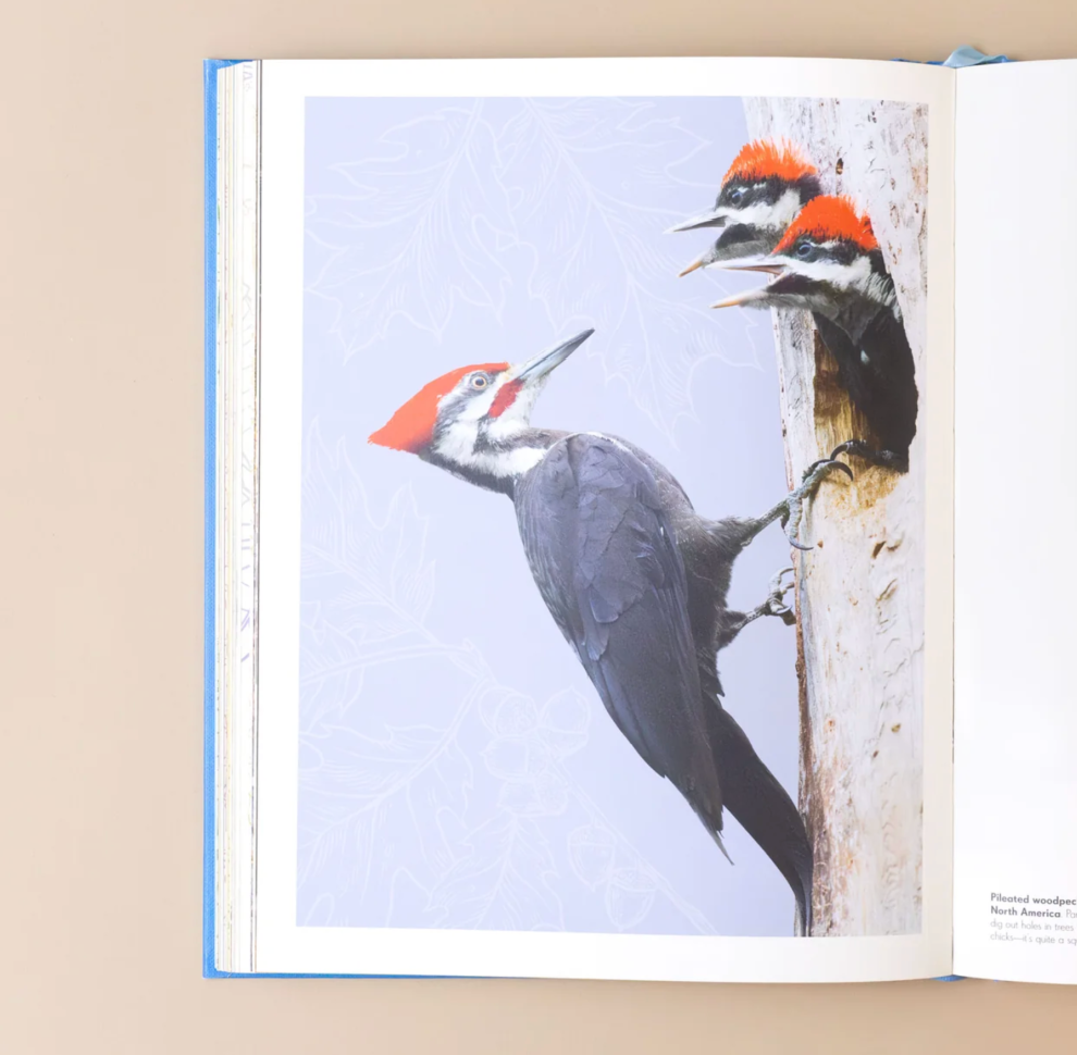 An Anthology of Exquisite Birds