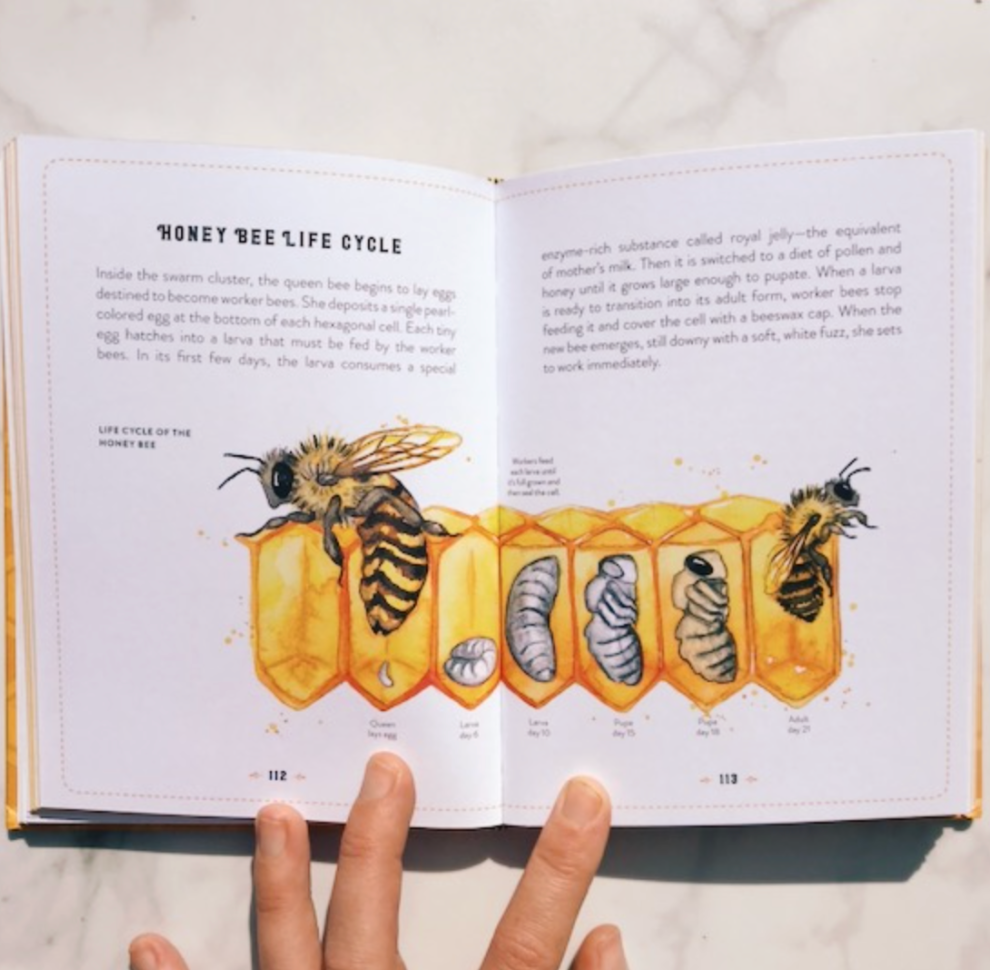 The Little Book of Bees