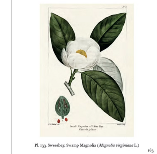 The Trees of North America Tiny Folio