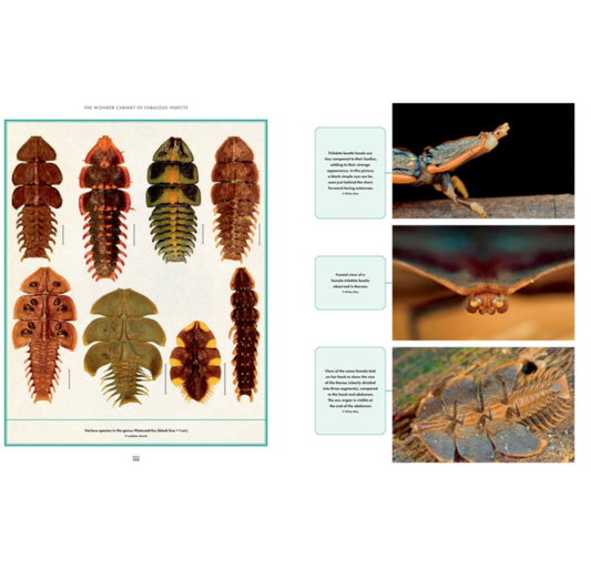 Wonder Cabinet of Fabulous Insects