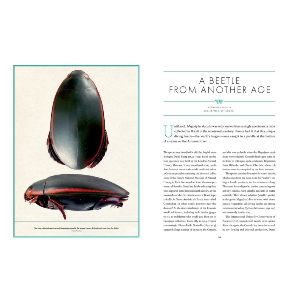 Wonder Cabinet of Fabulous Insects