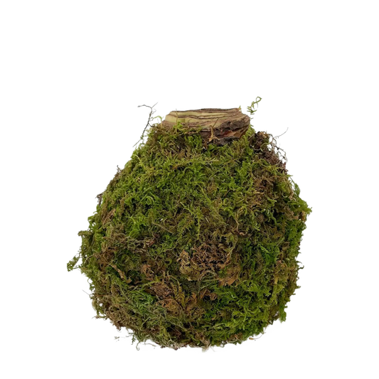 White Amaryllis Flower Moss Bulb
