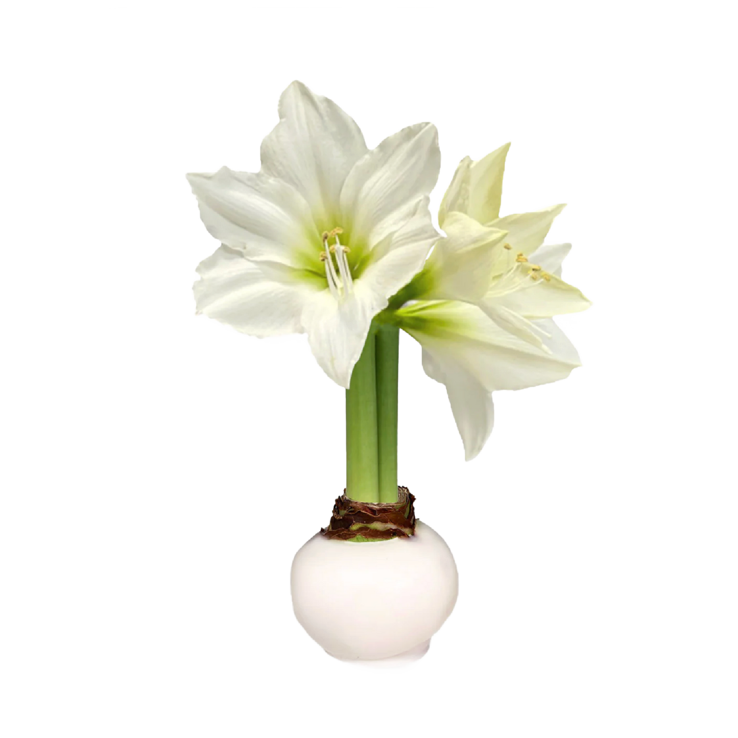 White Amaryllis Flower White Bulb