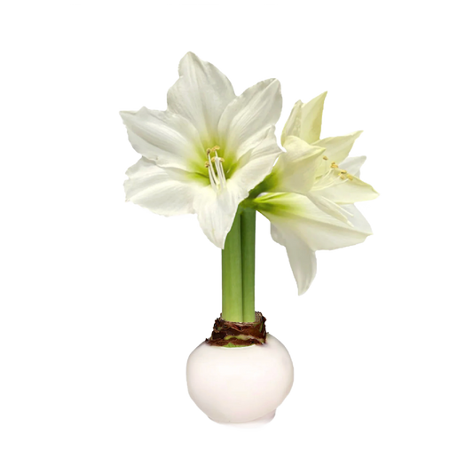 White Amaryllis Flower White Bulb