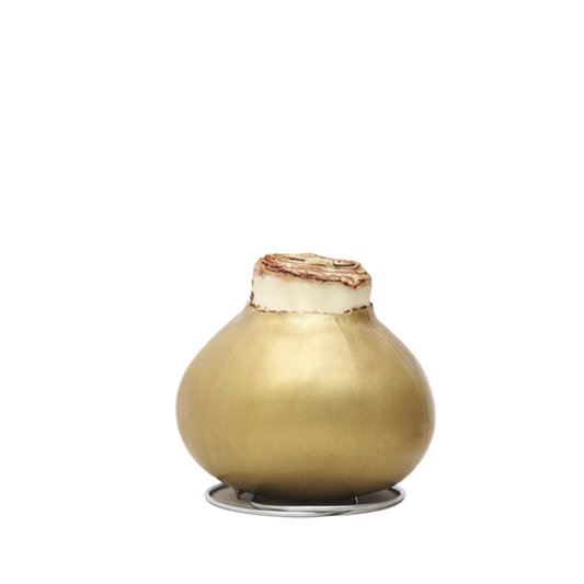 White Amaryllis Flower Gold Bulb