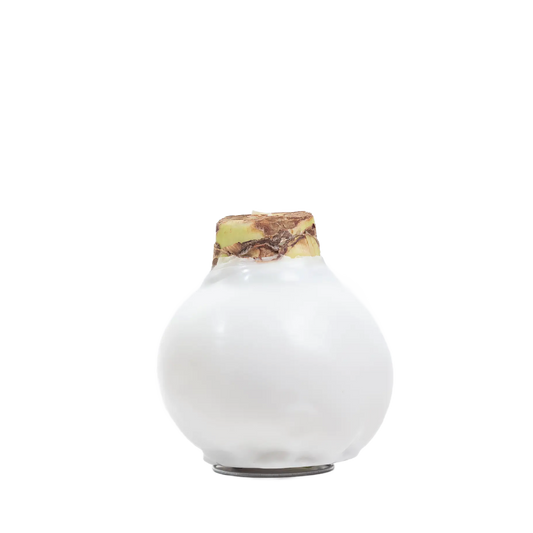 White Amaryllis Flower White Bulb