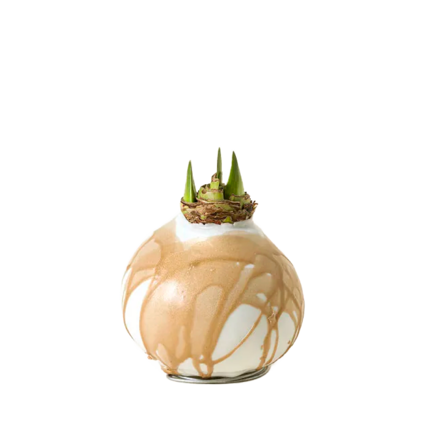 White Amaryllis Flower Gold and White Bulb