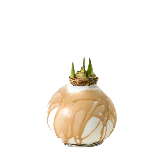 White Amaryllis Flower Gold and White Bulb