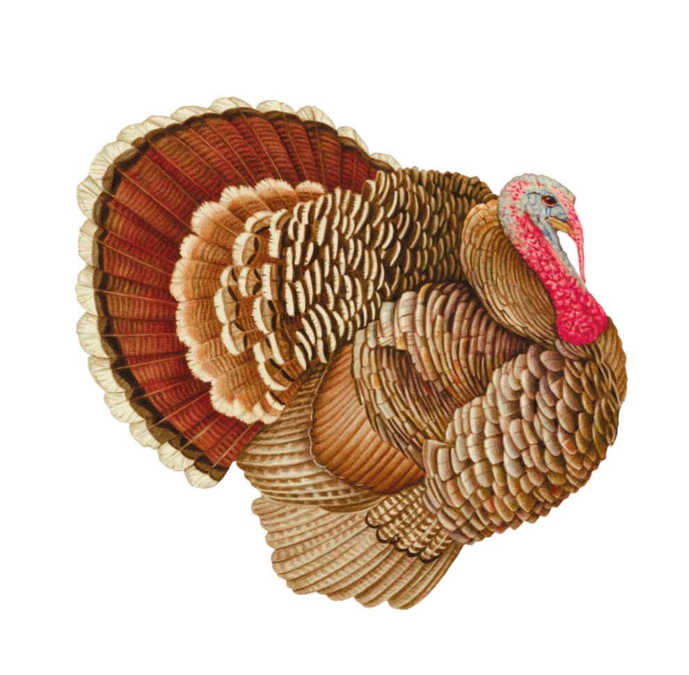 Turkey Paper Placemats 12" Die-Cut