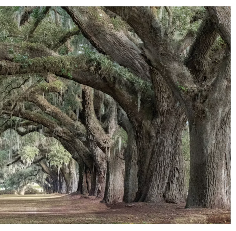 Oak: From Seed to Ancient Tree