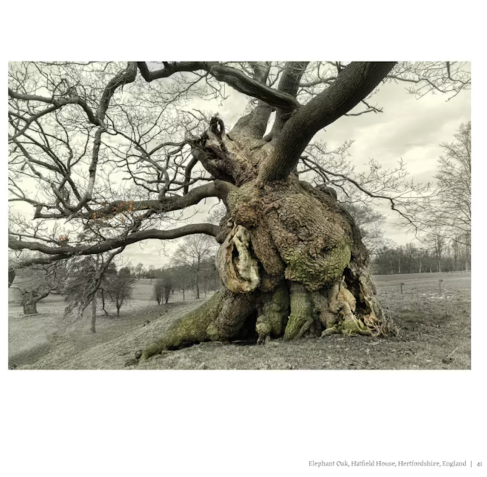 Oak: From Seed to Ancient Tree