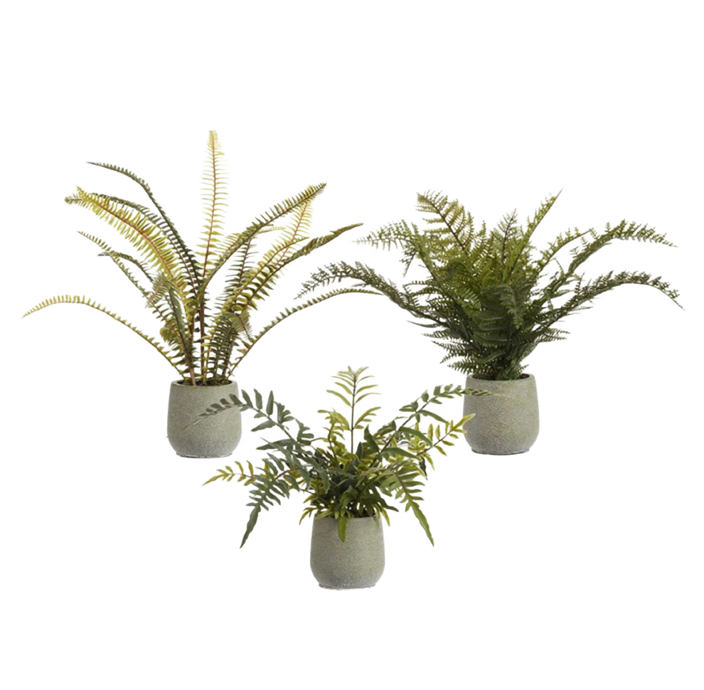 Fern in Pot