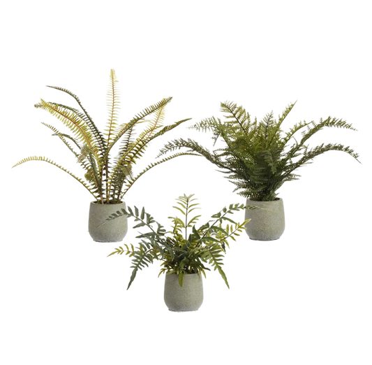 Fern in Pot