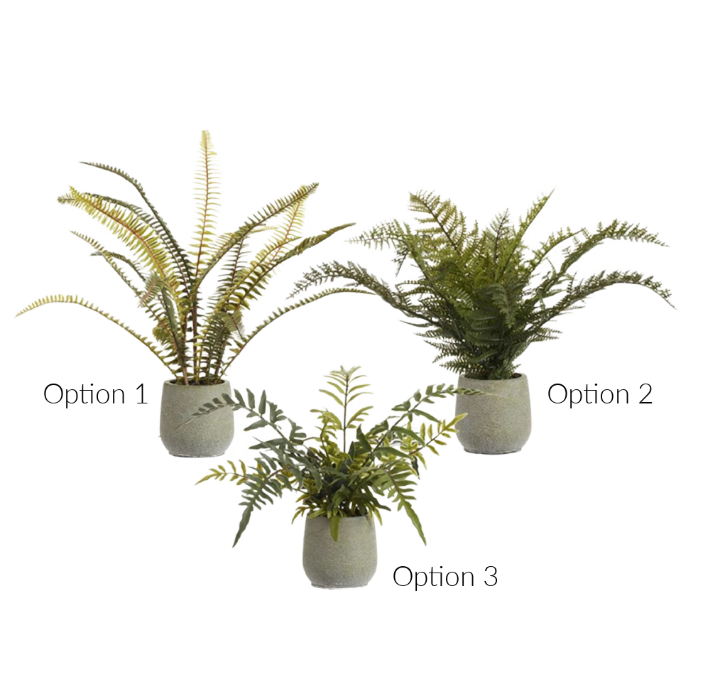 Fern in Pot