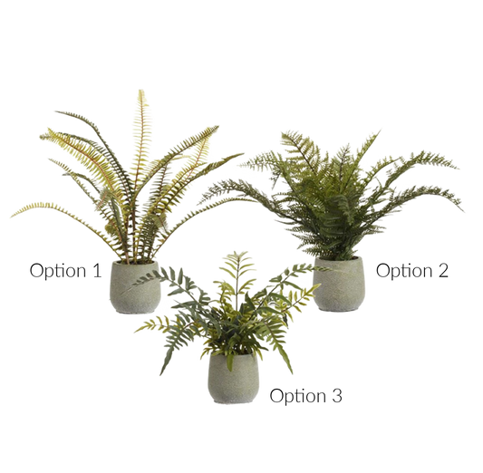 Fern in Pot