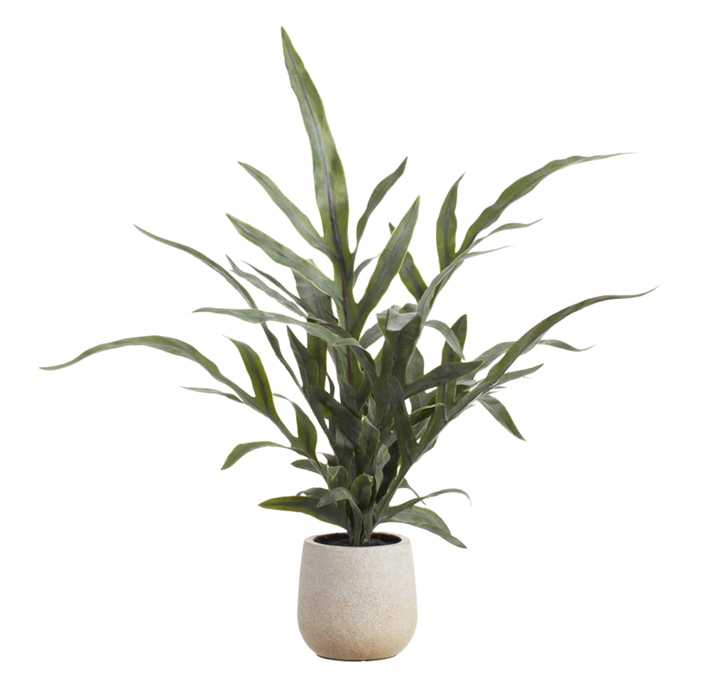18" Java Fern Plant in Pot – The Queen Bee