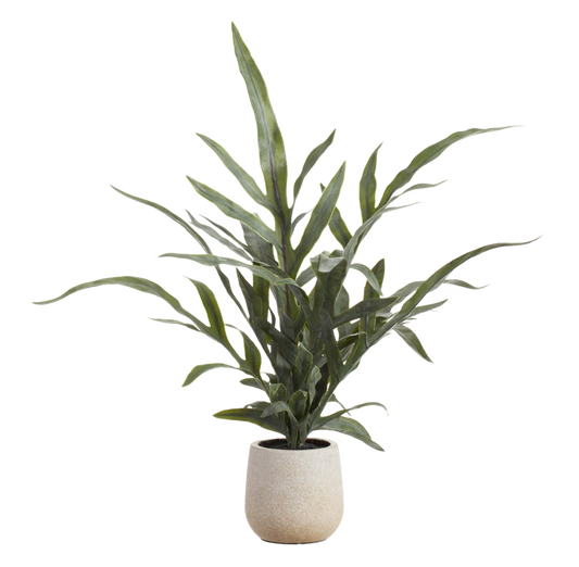 18" Java Fern Plant in Pot
