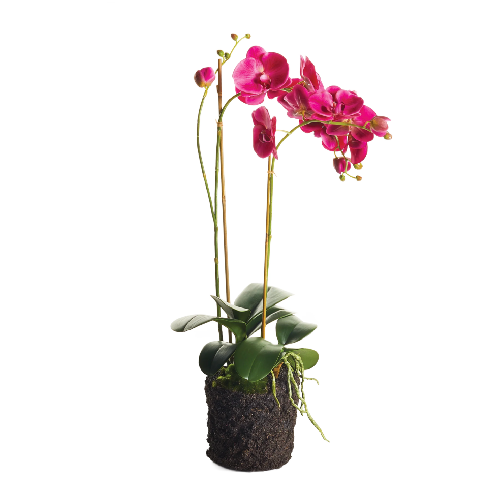 Fuchsia Pink Phalaenopsis Orchid