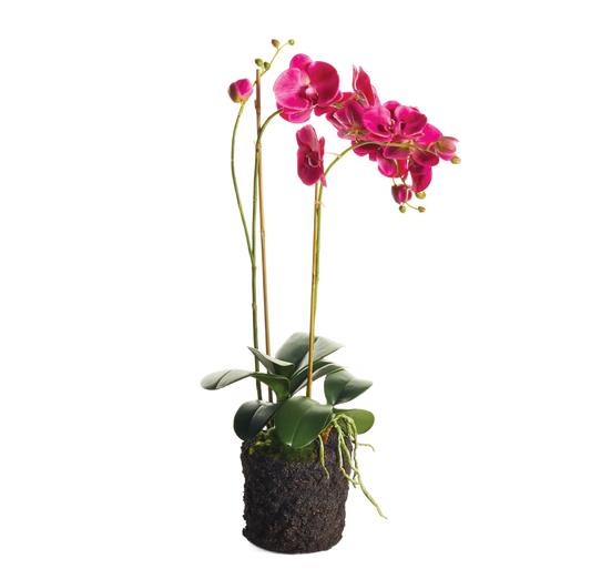 Fuchsia Pink Phalaenopsis Orchid