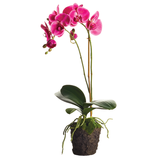 Orchid 23" Fuchsia