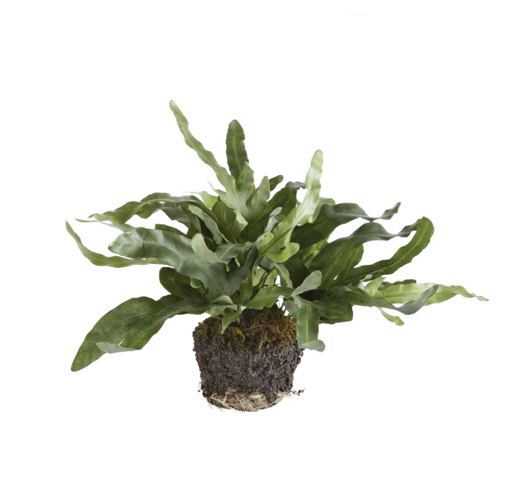 Faux Echeveria Fern Drop-In