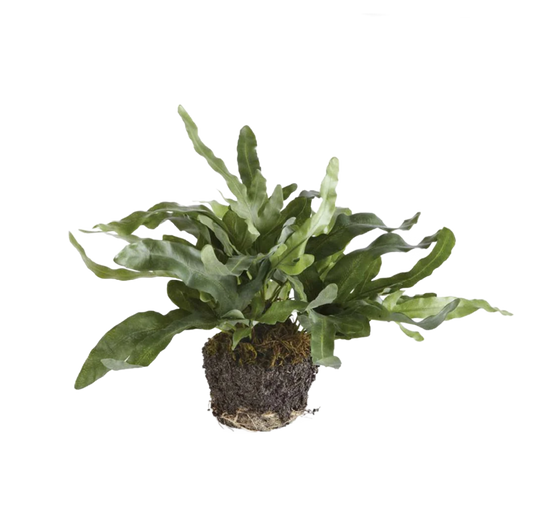 Faux Echeveria Fern Drop-In